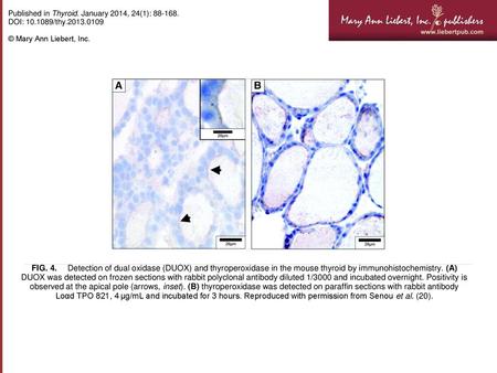 Published in Thyroid. January 2014, 24(1): DOI: /thy