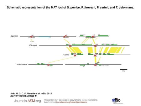 Schematic representation of the MAT loci of S. pombe, P. jirovecii, P