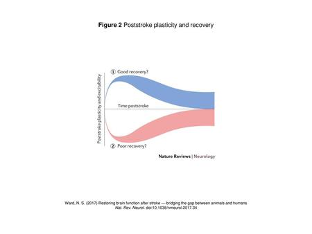 Figure 2 Poststroke plasticity and recovery