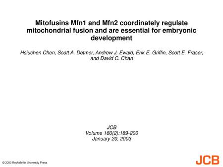 Mitofusins Mfn1 and Mfn2 coordinately regulate mitochondrial fusion and are essential for embryonic development Hsiuchen Chen, Scott A. Detmer, Andrew.