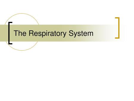 The Respiratory System