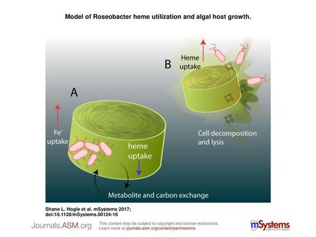 Model of Roseobacter heme utilization and algal host growth.