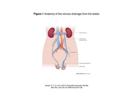 Figure 1 Anatomy of the venous drainage from the testes