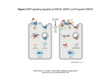 Nat. Rev. Urol. doi: /nrurol