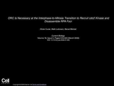 ORC Is Necessary at the Interphase-to-Mitosis Transition to Recruit cdc2 Kinase and Disassemble RPA Foci  Olivier Cuvier, Malik Lutzmann, Marcel Méchali 