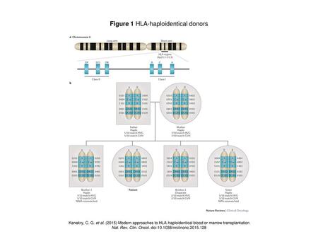 Figure 1 HLA-haploidentical donors