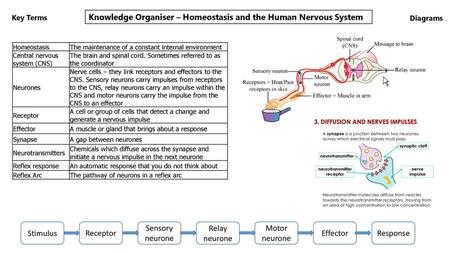 Knowledge Organiser – Homeostasis and the Human Nervous System