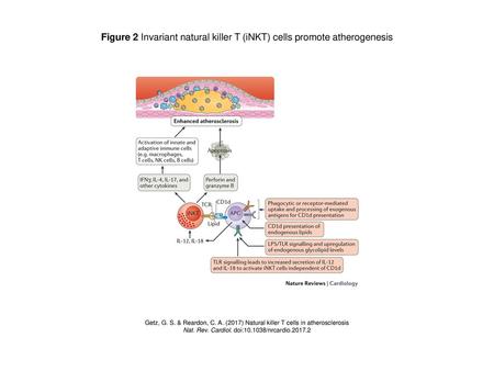 Figure 2 Invariant natural killer T (iNKT) cells promote atherogenesis