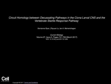 Circuit Homology between Decussating Pathways in the Ciona Larval CNS and the Vertebrate Startle-Response Pathway  Kerrianne Ryan, Zhiyuan Lu, Ian A.