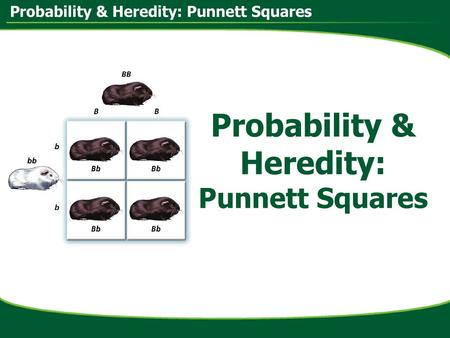 Probability & Heredity: Punnett Squares