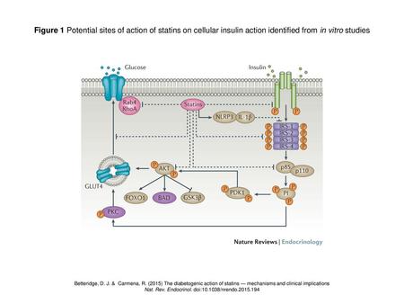 Nat. Rev. Endocrinol. doi: /nrendo