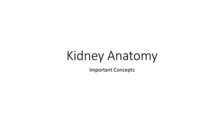 Kidney Anatomy Important Concepts.