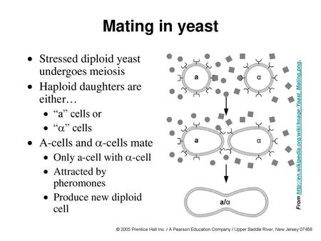 Mating in yeast Stressed diploid yeast undergoes meiosis