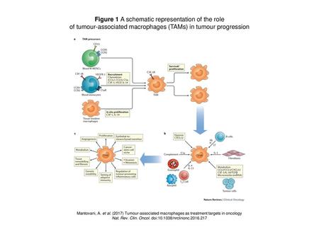 Figure 1 A schematic representation of the role