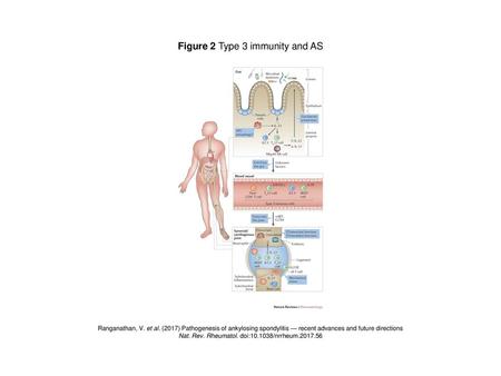 Figure 2 Type 3 immunity and AS