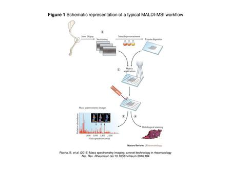 Figure 1 Schematic representation of a typical MALDI-MSI workflow