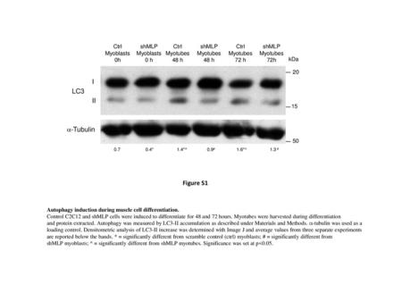 I LC3 II a-Tubulin Figure S1 Ctrl Myoblasts 0h shMLP Myoblasts 0 h