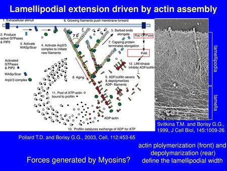 Lamellipodial extension driven by actin assembly