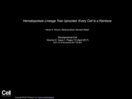 Hematopoiesis Lineage Tree Uprooted: Every Cell Is a Rainbow