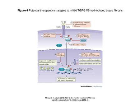 Figure 4 Potential therapeutic strategies to inhibit TGF-β1/Smad-induced tissue fibrosis Figure 4 | Potential therapeutic strategies to inhibit TGF-β1/Smad-induced.