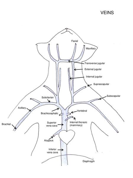 VEINS Facial Maxillary Transverse jugular External jugular