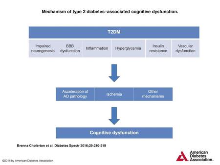 Mechanism of type 2 diabetes–associated cognitive dysfunction.