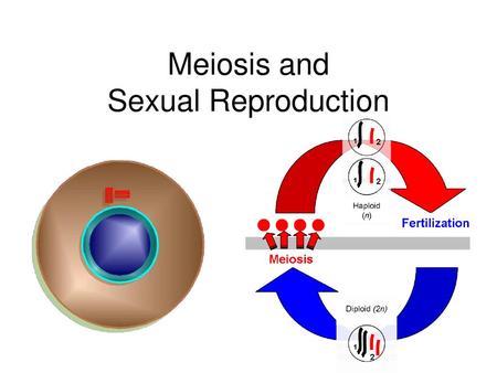 Meiosis and Sexual Reproduction