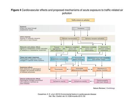 Nat. Rev. Cardiol. doi: /nrcardio