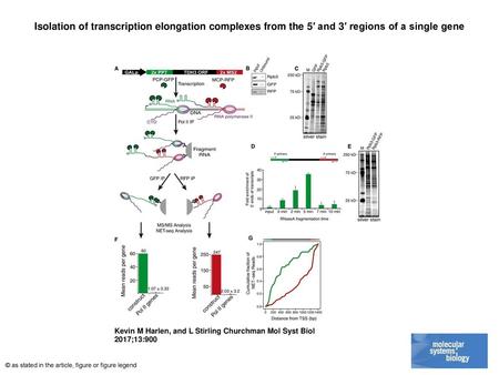 Isolation of transcription elongation complexes from the 5′ and 3′ regions of a single gene Isolation of transcription elongation complexes from the 5′