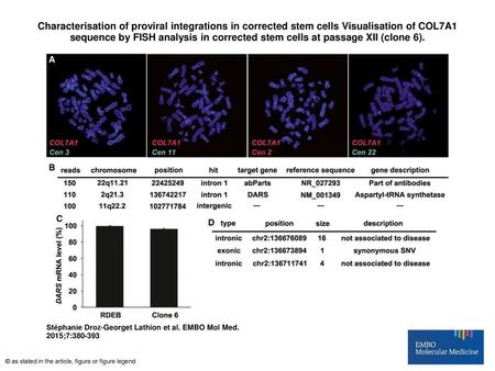 Characterisation of proviral integrations in corrected stem cells Visualisation of COL7A1 sequence by FISH analysis in corrected stem cells at passage.