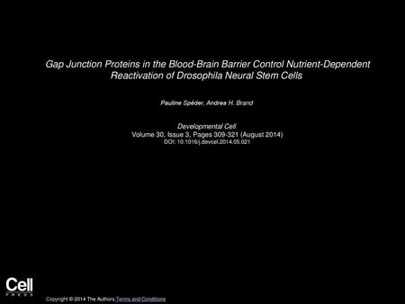 Gap Junction Proteins in the Blood-Brain Barrier Control Nutrient-Dependent Reactivation of Drosophila Neural Stem Cells  Pauline Spéder, Andrea H. Brand 