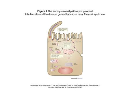 Figure 1 The endolysosomal pathway in proximal