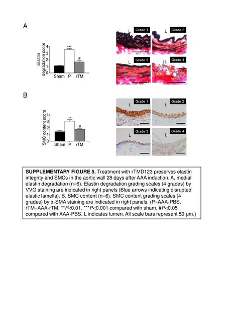 A L L degradation score Elastin 4 3 2 L L 1 Sham P rTM B L L