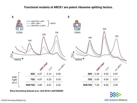 Functional mutants of ABCE1 are potent ribosome splitting factors.