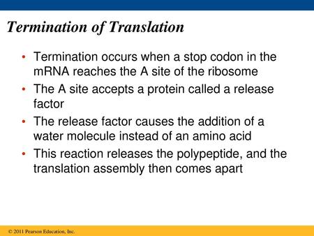 Termination of Translation