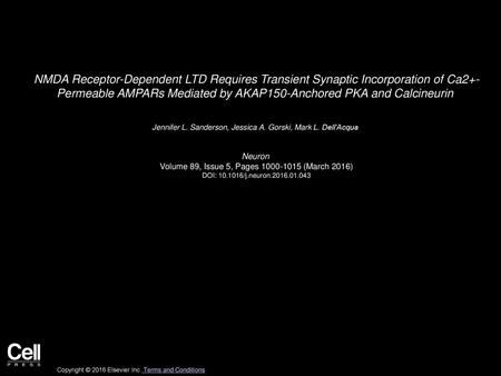 NMDA Receptor-Dependent LTD Requires Transient Synaptic Incorporation of Ca2+- Permeable AMPARs Mediated by AKAP150-Anchored PKA and Calcineurin  Jennifer L.