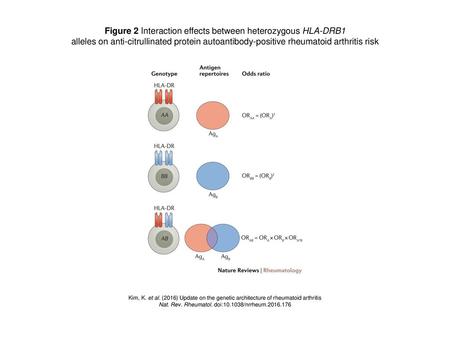 Figure 2 Interaction effects between heterozygous HLA‑DRB1