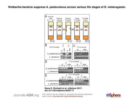 Wolbachia bacteria suppress A