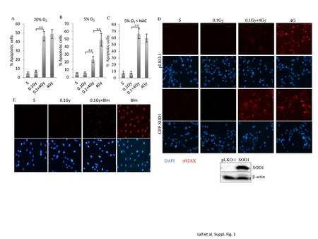 A B 20% O2 5% O2 C 5% O2 + NAC DAPI gH2AX pLKO.1 GFP-SOD1 S 0.1Gy