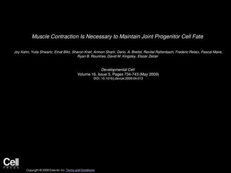 Muscle Contraction Is Necessary to Maintain Joint Progenitor Cell Fate