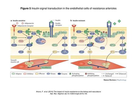 Nat. Rev. Nephrol. doi: /nrneph