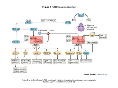 Figure 1 mTOR complex biology