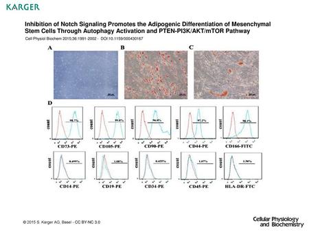 Inhibition of Notch Signaling Promotes the Adipogenic Differentiation of Mesenchymal Stem Cells Through Autophagy Activation and PTEN-PI3K/AKT/mTOR Pathway.