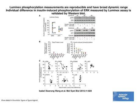 Luminex phosphorylation measurements are reproducible and have broad dynamic range Individual difference in insulin‐induced phosphorylation of ERK measured.