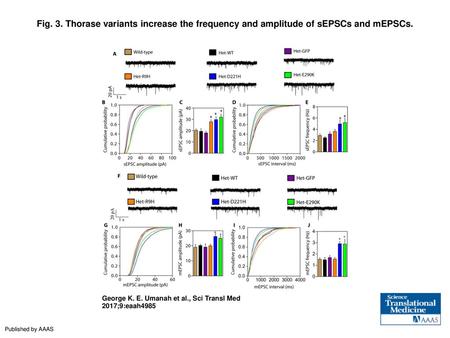 Fig. 3. Thorase variants increase the frequency and amplitude of sEPSCs and mEPSCs. Thorase variants increase the frequency and amplitude of sEPSCs and.