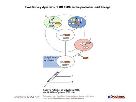 Evolutionary dynamics of UQ FMOs in the proteobacterial lineage.