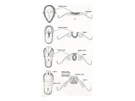 Neural tube induction, closure