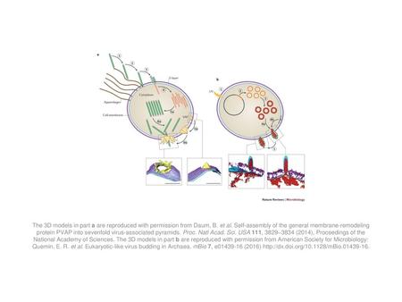 The 3D models in part a are reproduced with permission from Daum, B