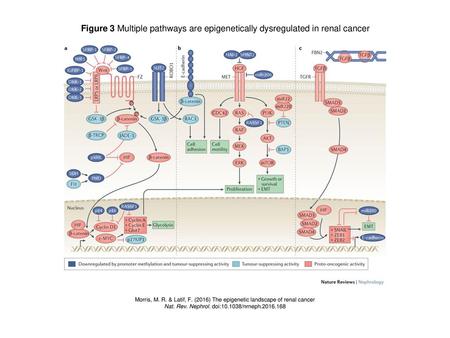 Nat. Rev. Nephrol. doi: /nrneph