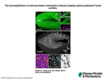 The neuroepithelium of mid-neurulation mammalian embryos displays planar-polarised F-actin profiles. The neuroepithelium of mid-neurulation mammalian embryos.